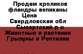 Продам кроликов фландры,вепиканы › Цена ­ 2 000 - Свердловская обл., Сысертский р-н Животные и растения » Грызуны и Рептилии   